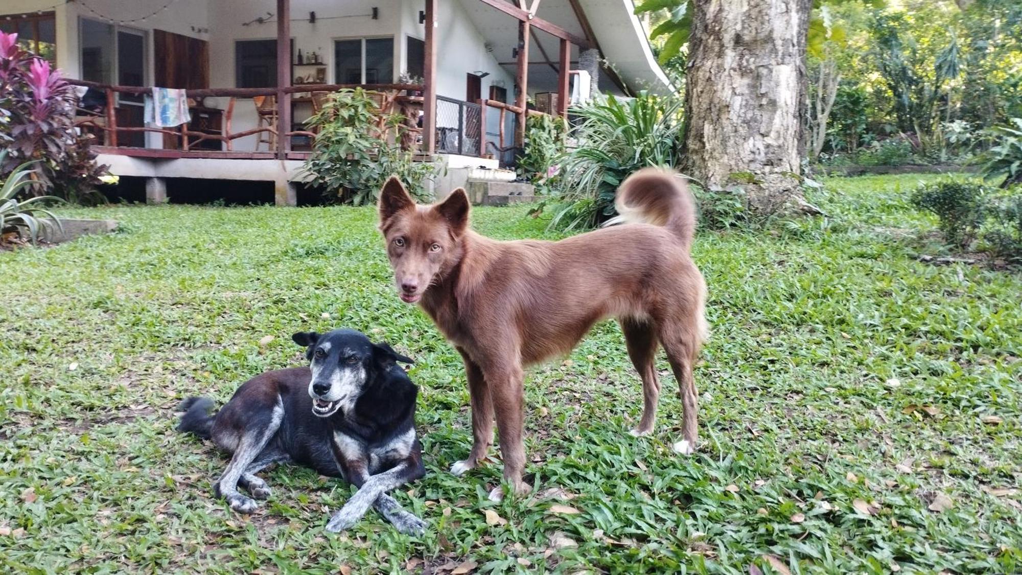 Acacia'S Cottages With Starlink Wifi Mambajao Kültér fotó